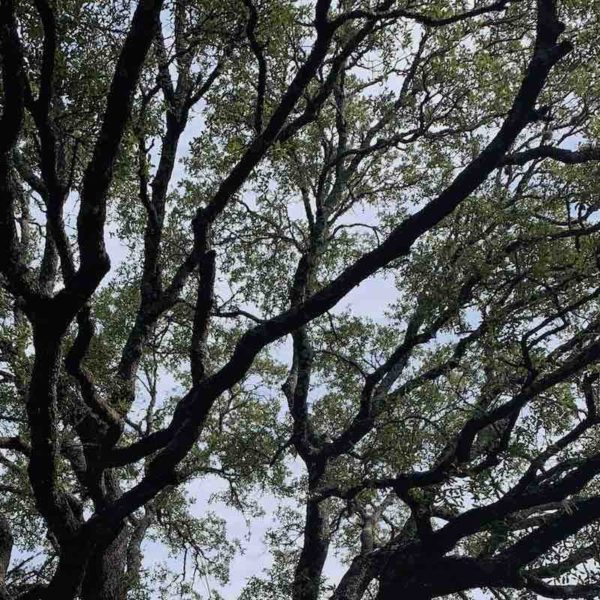 Photo of beautiful live oak tree
