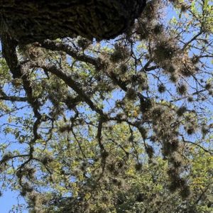 Photo of ball moss in a central Texas tree.
