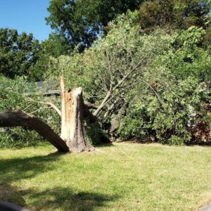 Good Morning Tree Service emergency - photo of damaged tree