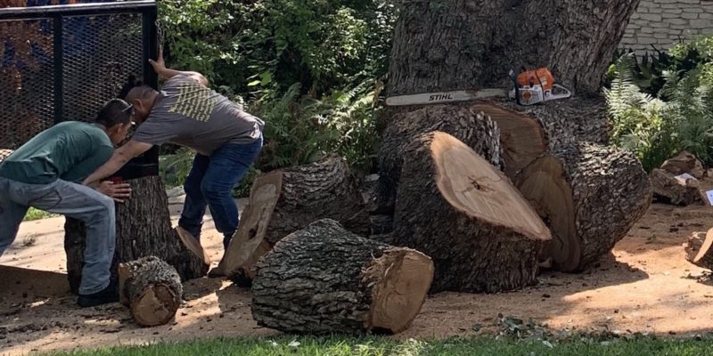 Good Morning Tree Service Tree Removal Crew