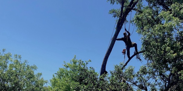 Image of Good Morning Tree Service Pruning a Mature Tree