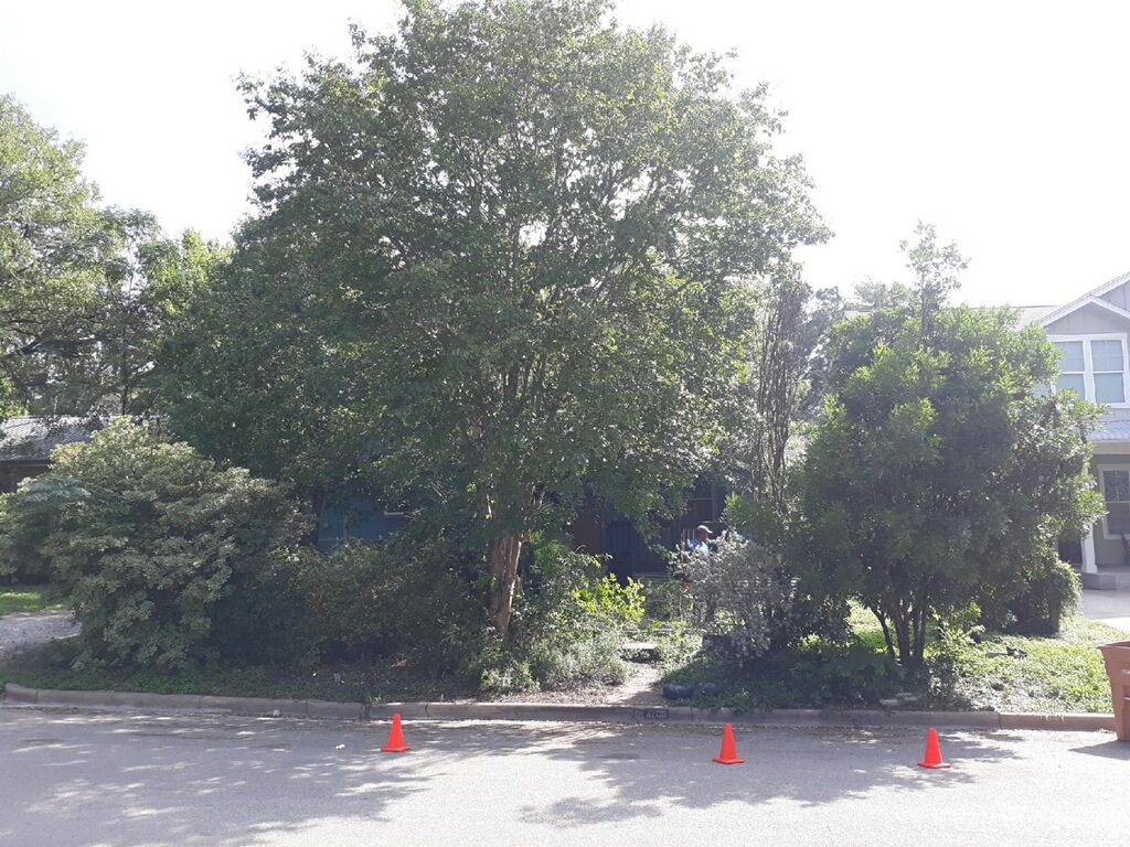 Photo of residential yard with overgrown trees and shrubs.