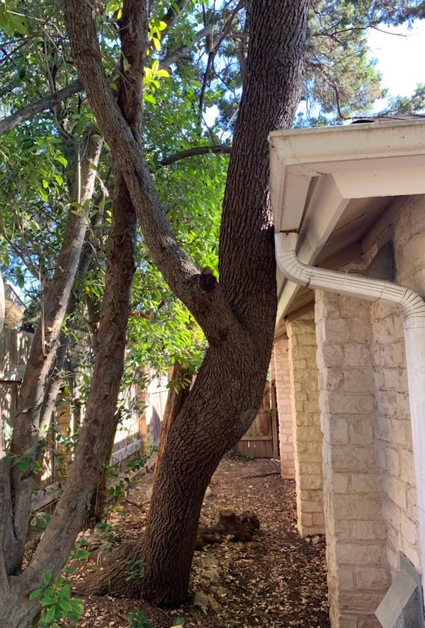 Photo of a tree leaning on a house, denting the gutter.