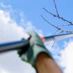 Photo of a person using a pruning saw to remove a tree branch