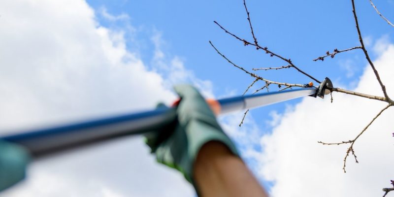Photo of a person using a pruning saw to remove a tree branch
