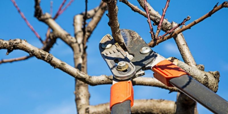 Photo of arborist pruning a tree branch