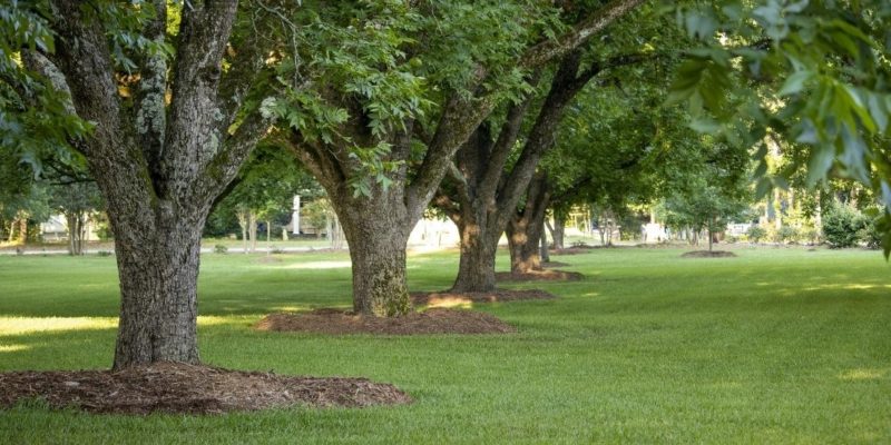 Understanding How To Care for Your Central Texas Trees