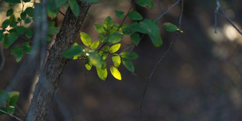 Identify the Most Common Central Texas Tree Diseases