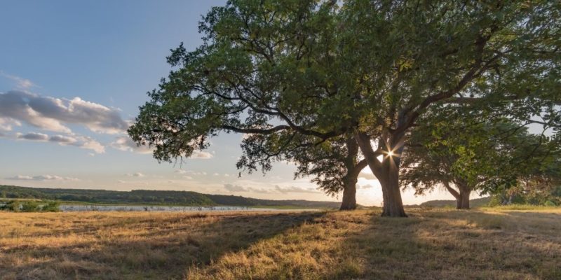 Most Popular Trees To Plant in Texas