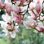 Photo of magnolia tree blossoms