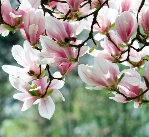 Photo of magnolia tree blossoms