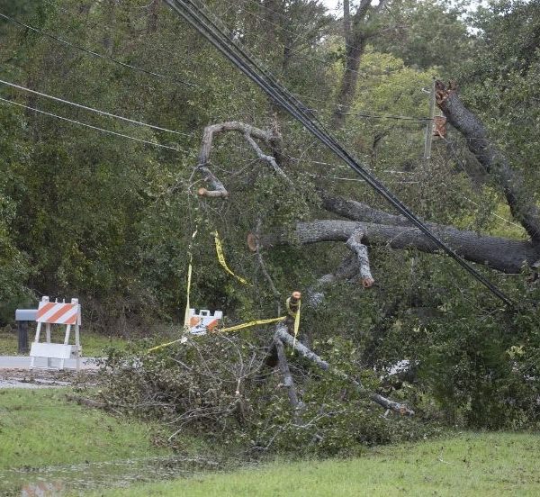 Photo of a broken tree that has fallen onto power lines
