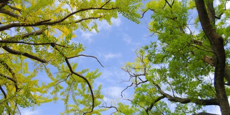 Important Reasons To Lift a Tree Canopy