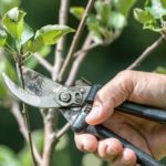 Photo of someone using pruning shears to prune a yong tree