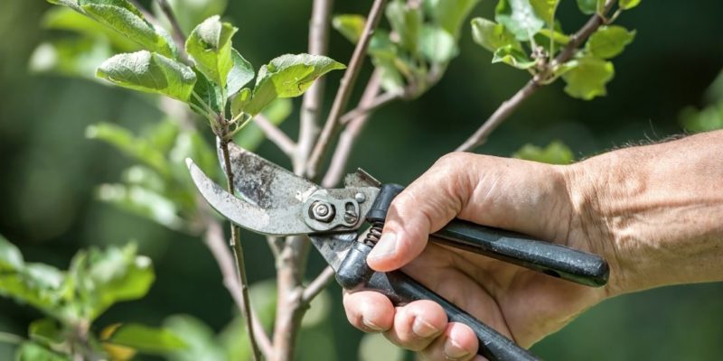 Photo of someone using pruning shears to prune a yong tree