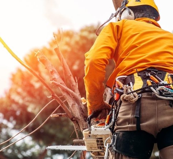 What Does an Arborist Do and Why Should You Hire One?