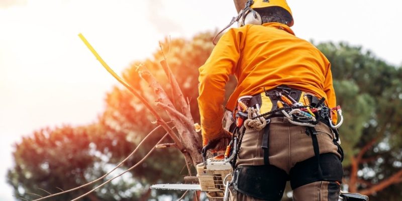 What Does an Arborist Do and Why Should You Hire One?