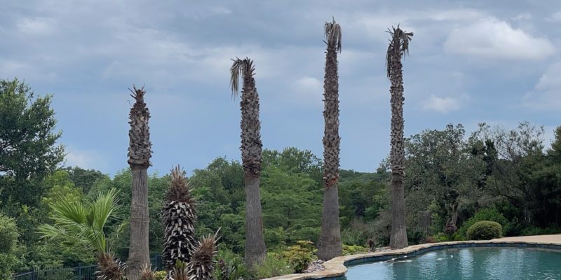 Palm trees damaged by the Feb 2021 storm