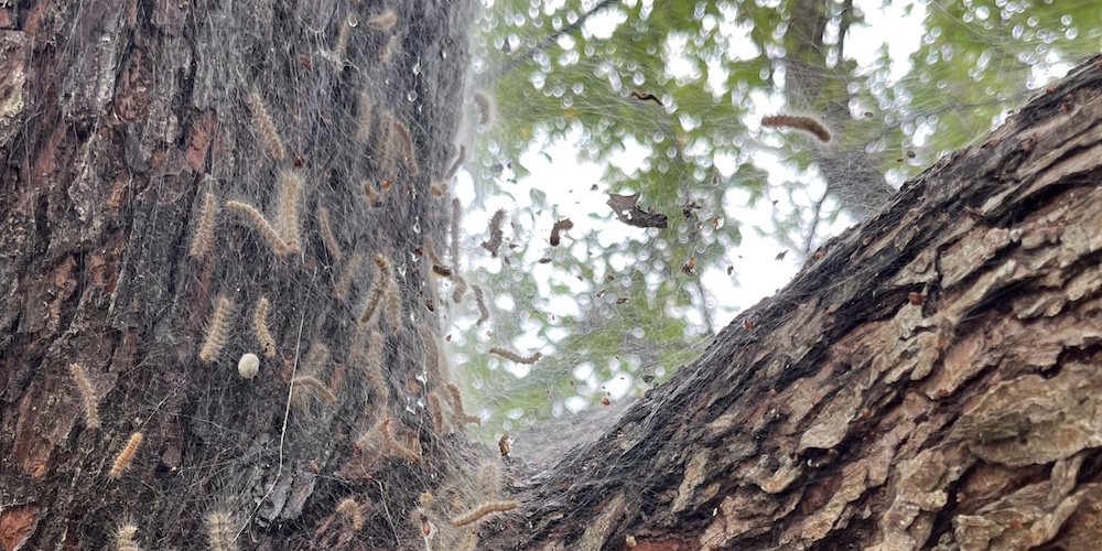 Photo of a central Texas webworm nest