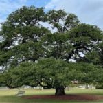 Photo of the Heritage Oak Tree in Cedar Park, TX