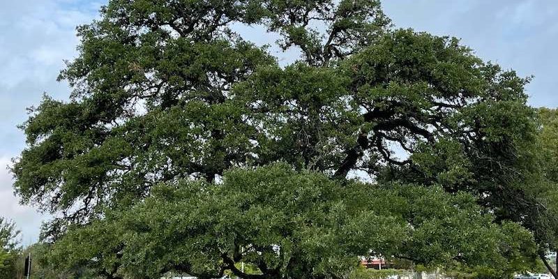 Photo of the Heritage Oak Tree in Cedar Park, TX