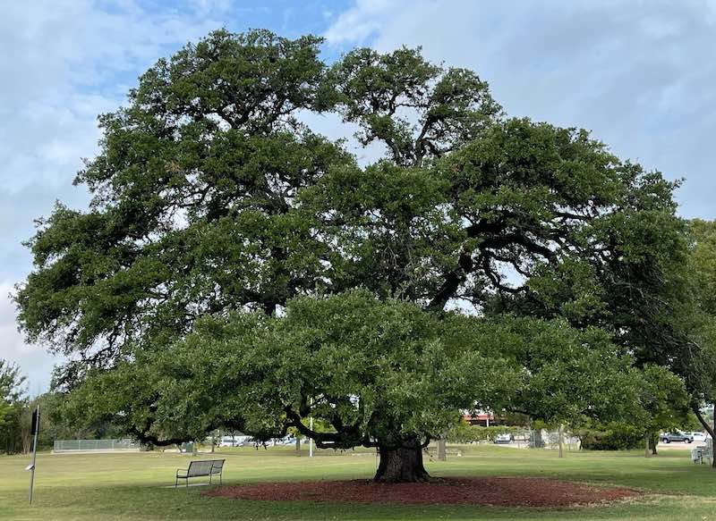 Heritage Oak Tree in Cedar Park, Texas