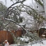 Photo of a broken tree branch in an ice storm