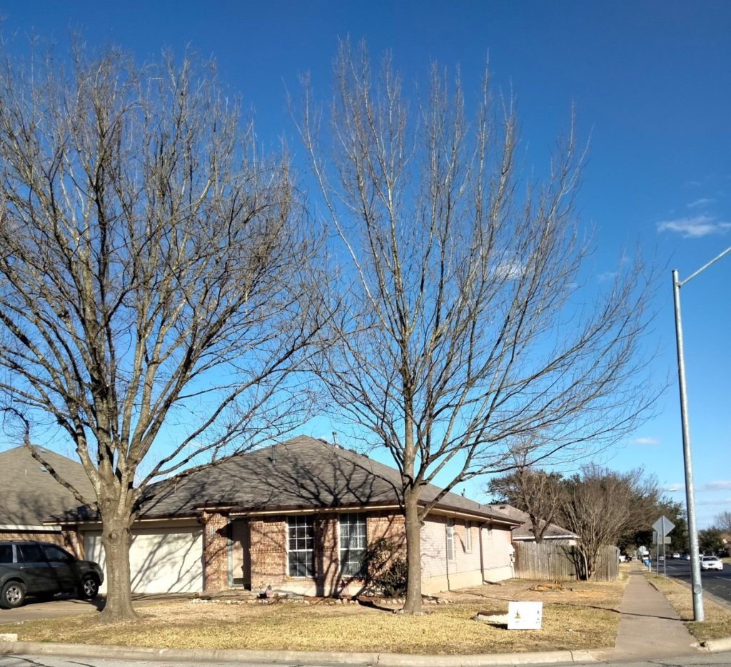 Photo of trees in Plugerville, TX, after A Good Morning Tree Service job - 2 side trees removed to ground, dead branches removed from 2 front trees