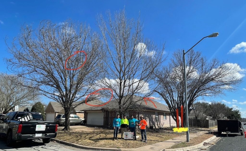 Photo of trees in Plugerville, TX, before A Good Morning Tree Service started their work.