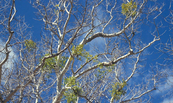 Photo of Mistletoe in a Sycamore Tree