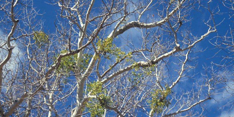Photo of mistletoe in a sycamore tree