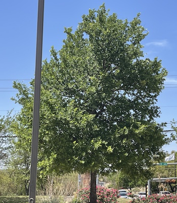 Photo of a Cedar Elm Tree in Austin, TX