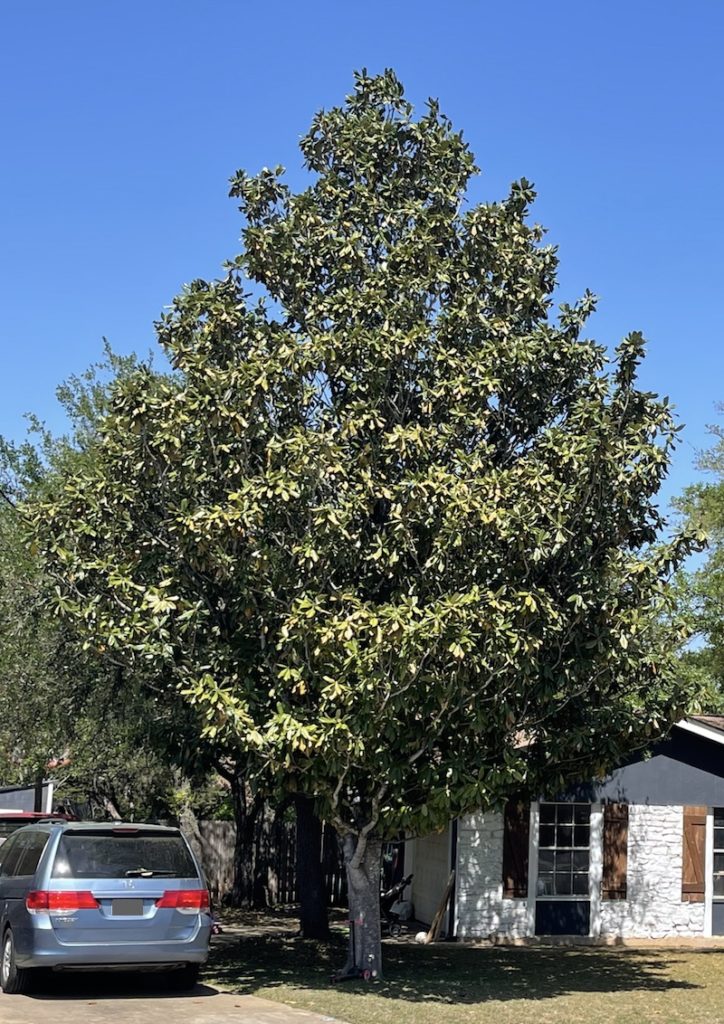Photo of a magnolia tree in Austin, TX