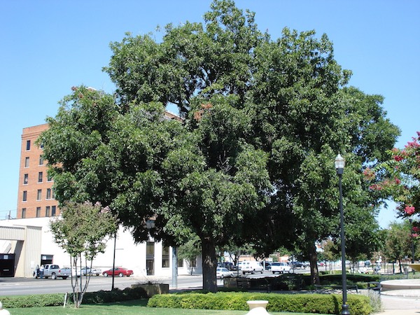 Photo of a large pecan tree in Texas.