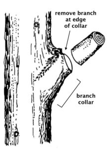 Illustration of a tree trunk and a tree branch collar