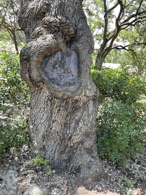 Repair Large Holes in Tree Trunks A Good Morning Tree Service