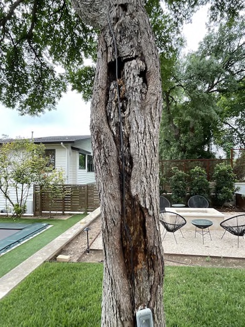 Repair Large Holes in Tree Trunks A Good Morning Tree Service