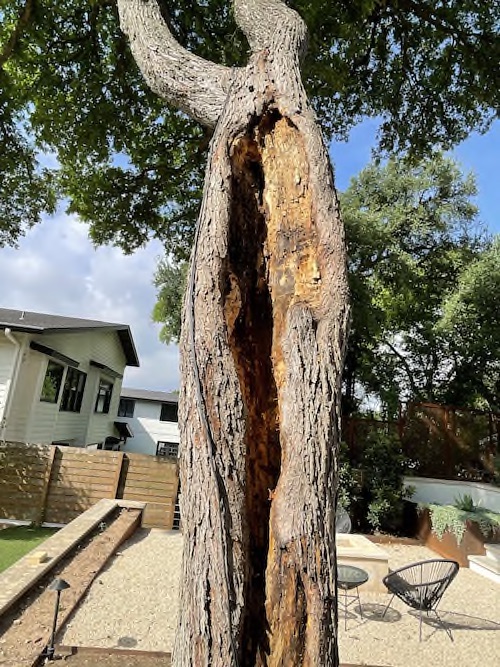 Repair Large Holes in Tree Trunks A Good Morning Tree Service