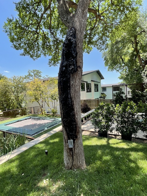 Repair Large Holes in Tree Trunks A Good Morning Tree Service