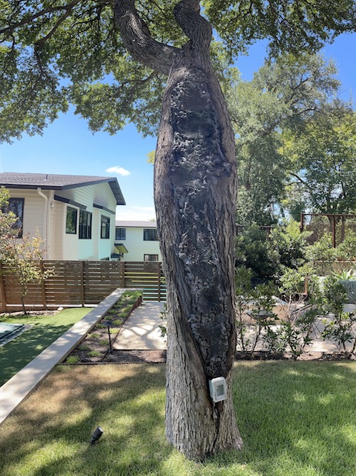 Repair Large Holes in Tree Trunks A Good Morning Tree Service