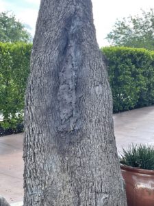 Tree trunk crack - filled, sealed, and painted to match surrounding bark