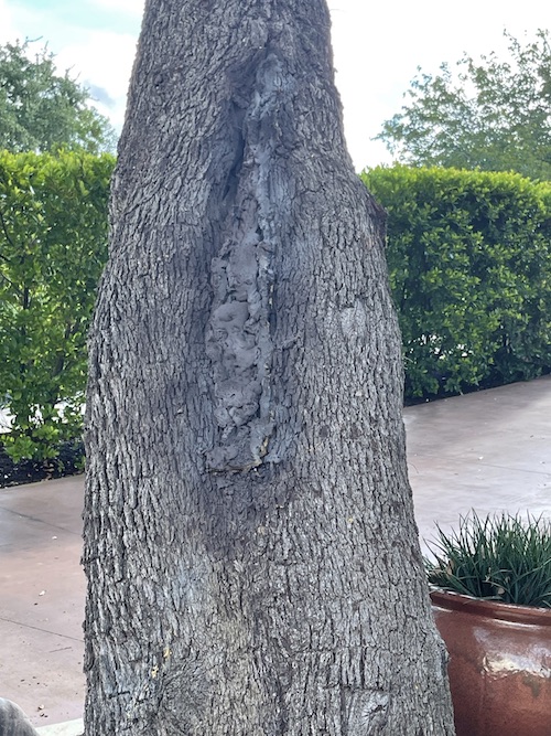 Repairing Large Holes in Tree Trunks A Good Morning Tree Service