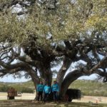Photo of a Good Morning Tree Service crew, maintaining a beautiful heritage tree in Wimberley, TX