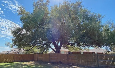 Photo of a tree after its canopy was pruned and raised.