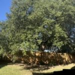 Before photo of a large tree with a low-hanging canopy in Leander, Texas.