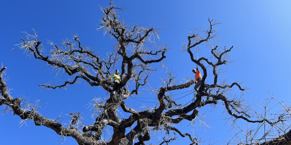 Photo of A Good Morning Tree Service arborists, safely pruning a large oak tree.