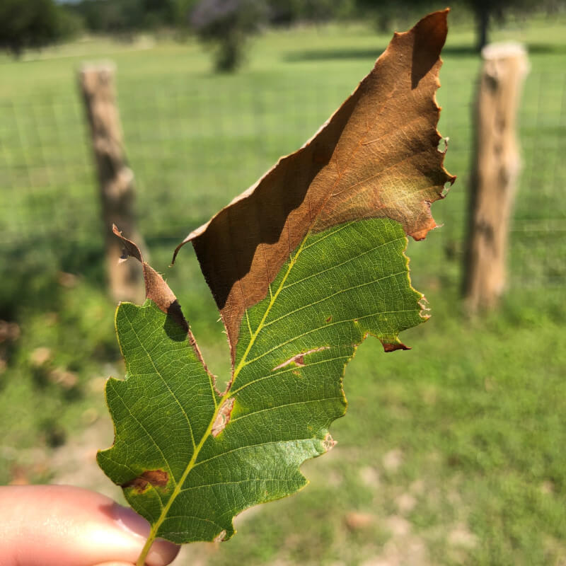 Photo of a chinquapin oak leaf infected with Oak Wilt disease. From texasoakwilt.org.