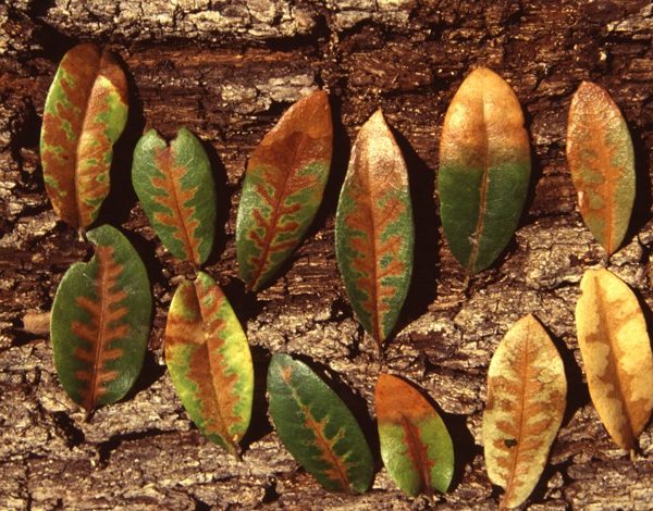 Photo of live oak tree leaves infected with Oak Wilt disease. From texasoakwilt.org.