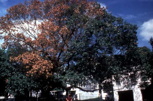 Photo of a red oak tree infected with Oak Wilt disease. From texasoakwilt.org.