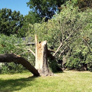 AGMTS 24X7 Emergency Tree Service